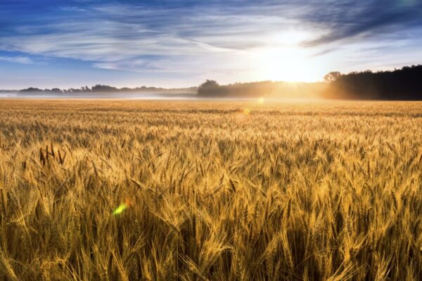 Bangladesh signs U.S. wheat-import deal in bid to curb tariff pressure