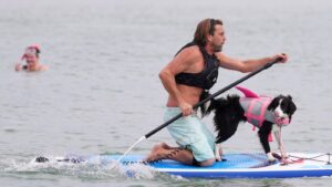 Images show dogs and their owners paddleboarding for a fun event on England's south coast