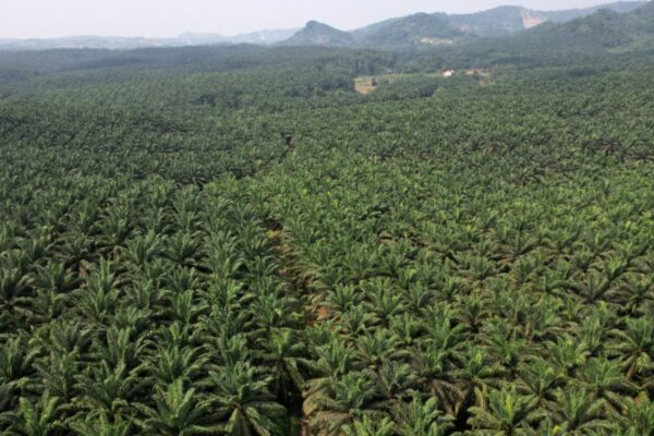 Indonesia urges EU to remove biodiesel import curbs after WTO ruling