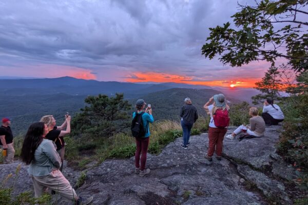 The Japanese art of ‘forest bathing’ can improve focus, lower stress