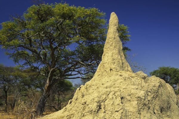 Want to beat the market for the long term? JPMorgan says bet on termites