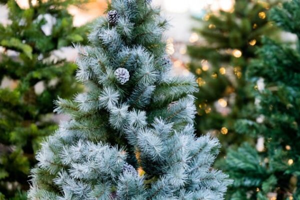 How Trump’s China tariffs are taxing the price of a Halloween pumpkin