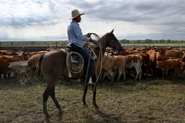 Ranchers don’t understand tariffs amid Argentine beef row