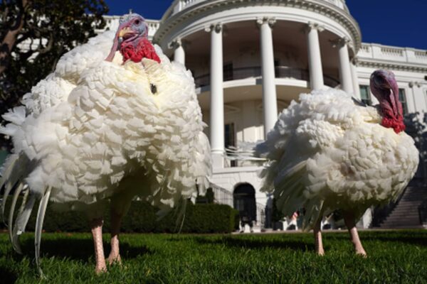 Turkey prices soar for Thanksgiving because of bird flu