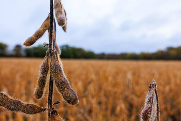 Tariffs steal spotlight as AI frenzy seems to fade