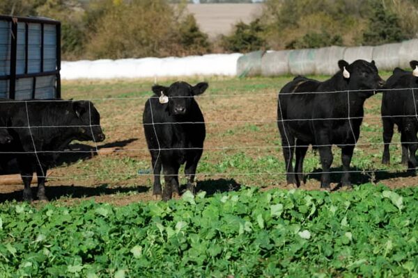 From farm to table, high beef prices squeeze margins. How our steakhouse stock is balancing costs