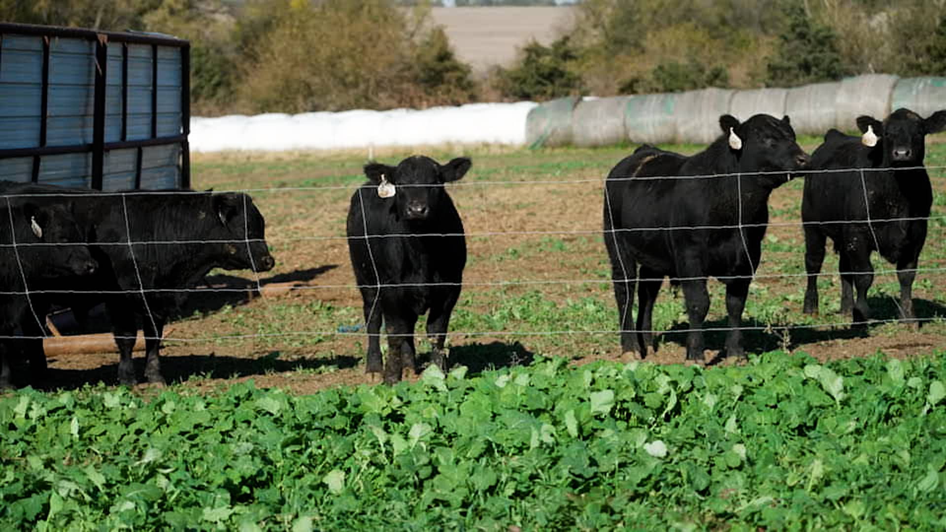 Beef prices are soaring. Here’s why that’s hard to fix
