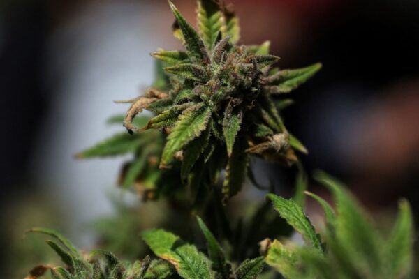 Stocks making the biggest moves premarket: IRBT, LVS, TLRY