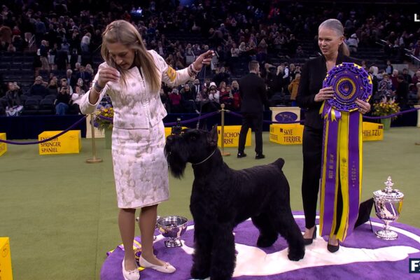 2026 Westminster Dog Show: Schedule, How to Watch, Dates, TV, Streaming