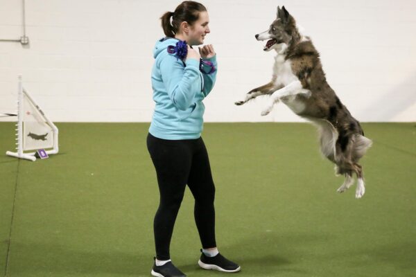 Wowed by the agility dogs at the Westminster show? A winning handler explains how it’s done