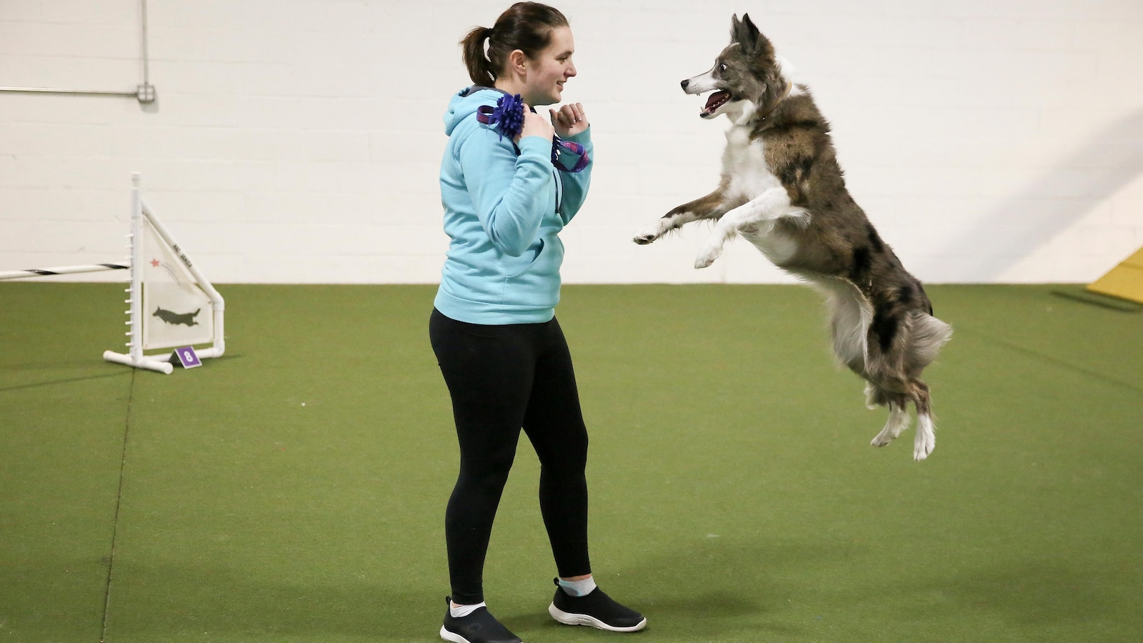 Wowed by the agility dogs at the Westminster show? A winning handler explains how it’s done