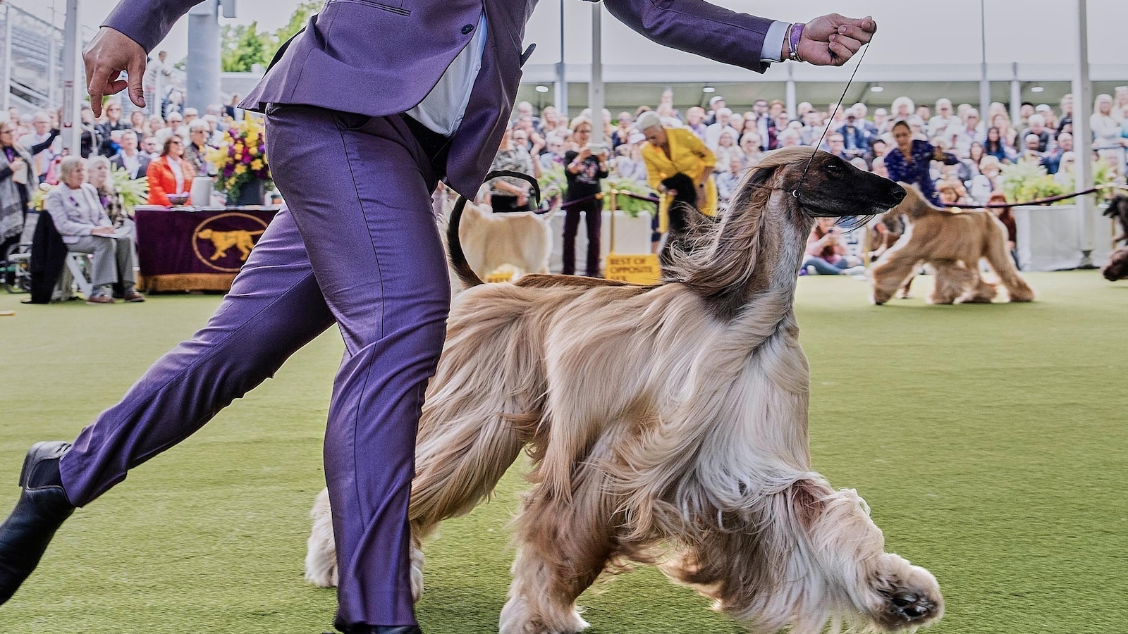 Dog Show 101: What to know about the 150th Westminster show