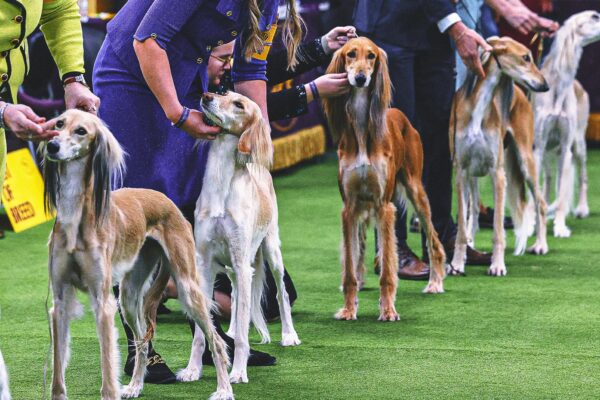 2026 Westminster Kennel Club Dog Show: Group Winners, Results From Day 1