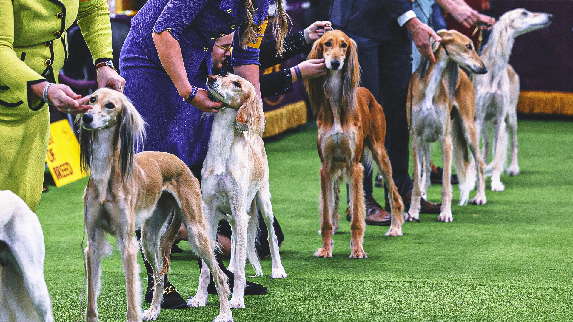 2026 Westminster Kennel Club Dog Show: Group Winners, Results From Day 1