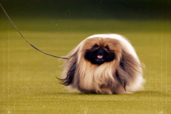 Decoding Westminster Kennel Club Show Dogs’ Quirky, Tongue-Twisting Names