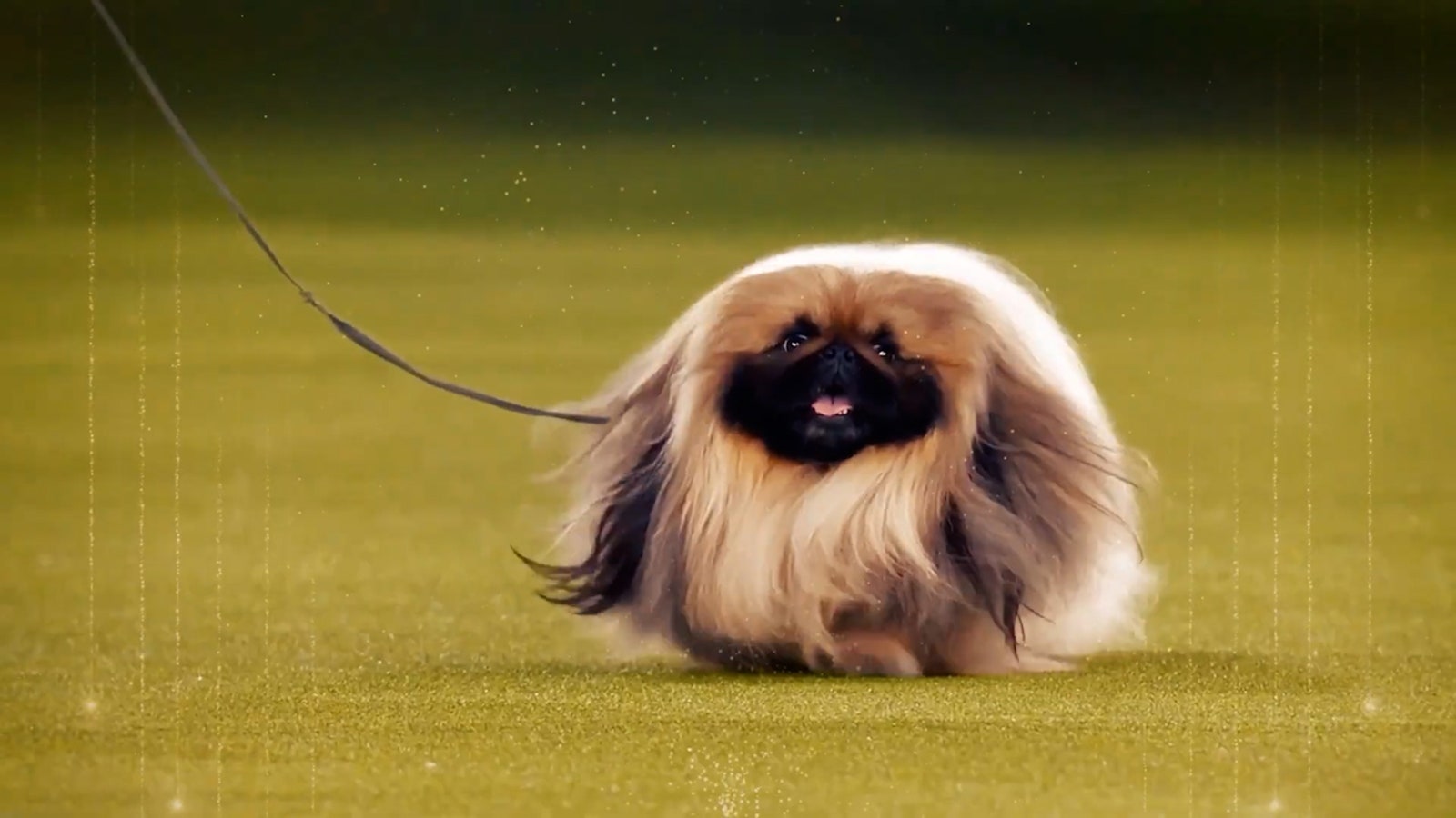 2026 WKC Dog Show: Everything To Know About This Year’s Competition