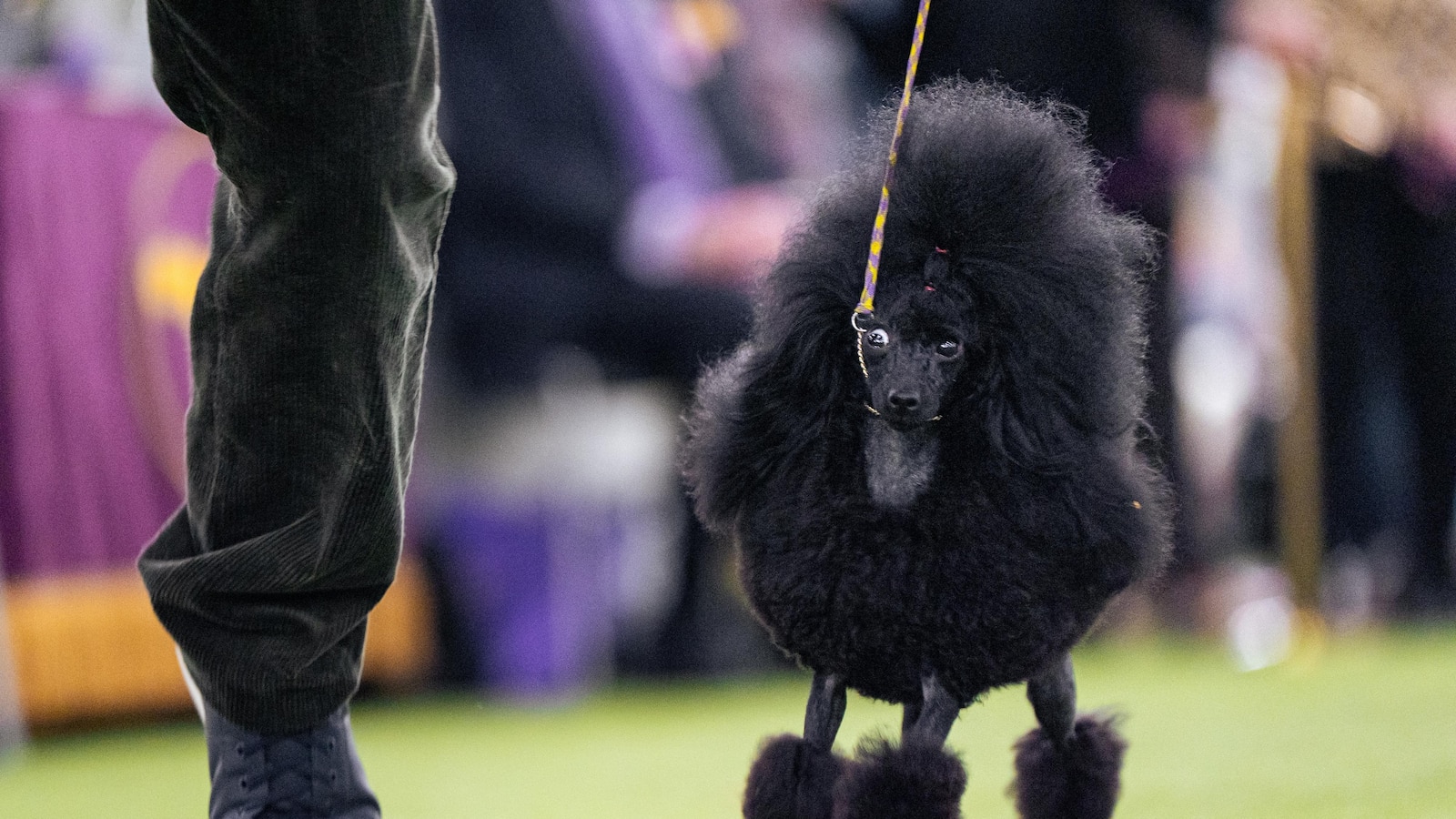 Couples at the Westminster show bond over dogs, and each other