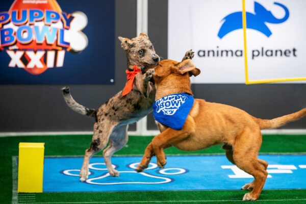 Not just pups this time: ‘Puppy Bowl’ embraces older dogs