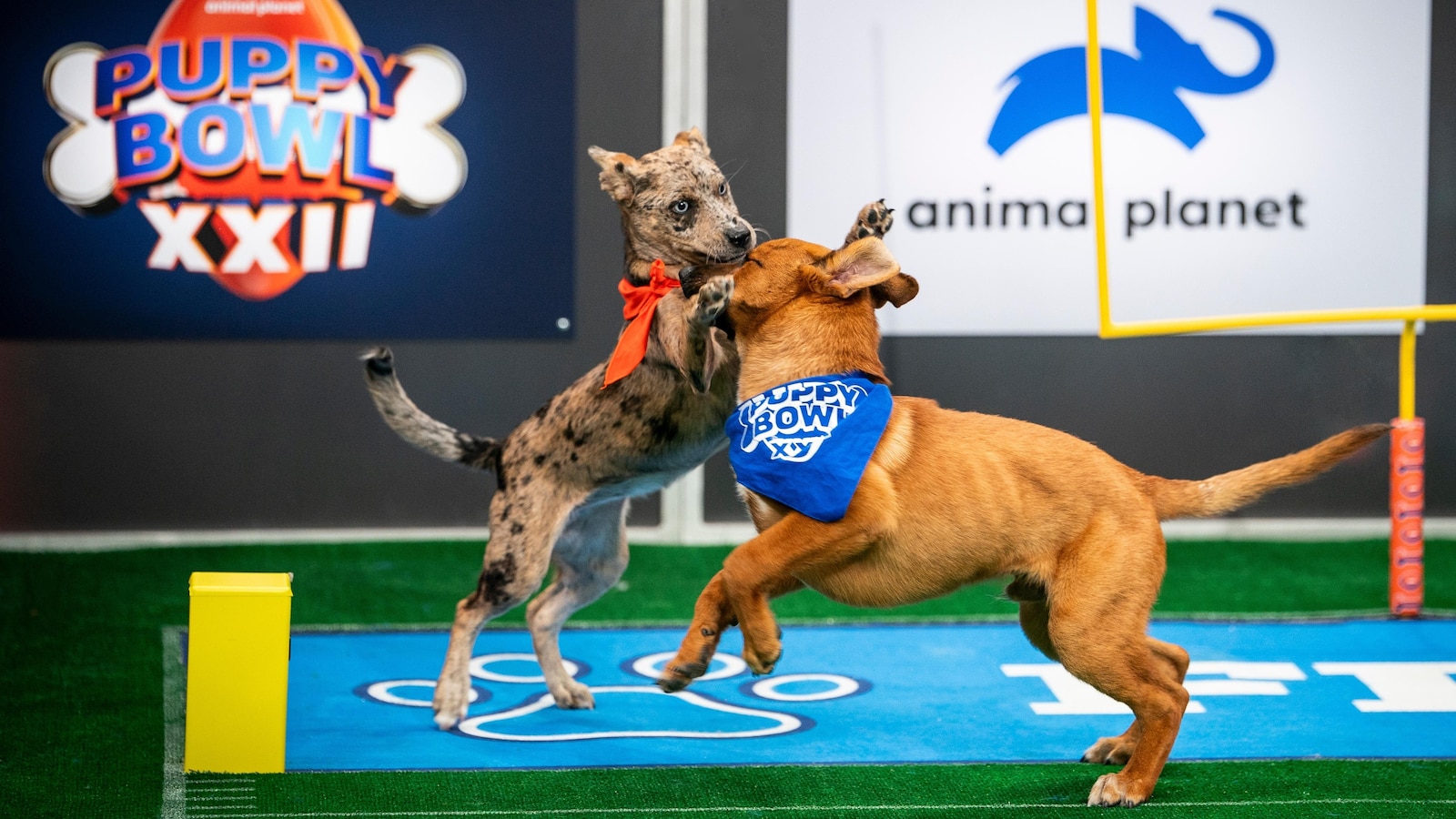 Not just pups this time: ‘Puppy Bowl’ embraces older dogs