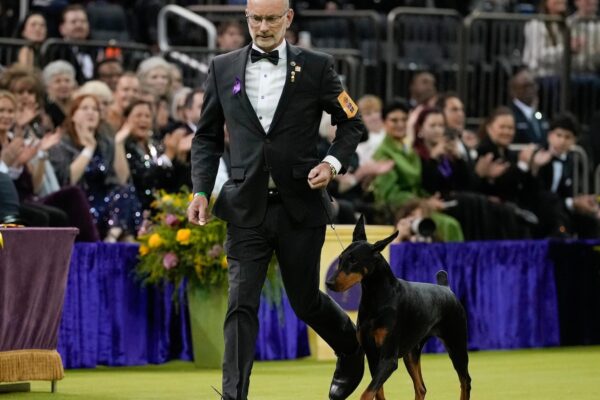 Doberman pinscher named Penny wins best in show at the 150th annual Westminster Kennel Club Dog Show