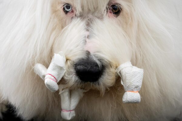 Photos of the Westminster dog show