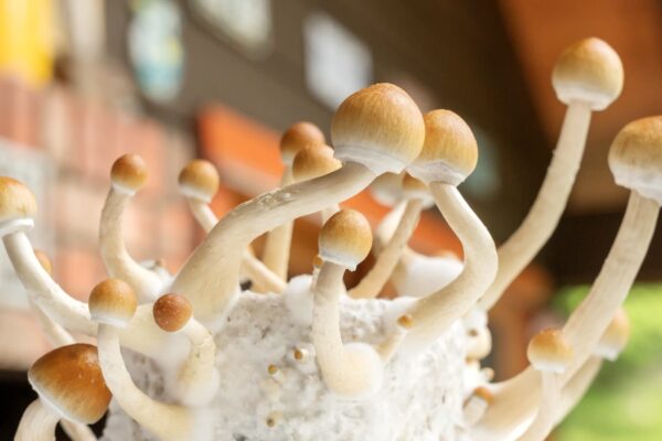 Deutsche Bank says psychedelic therapy boom will benefit this stock