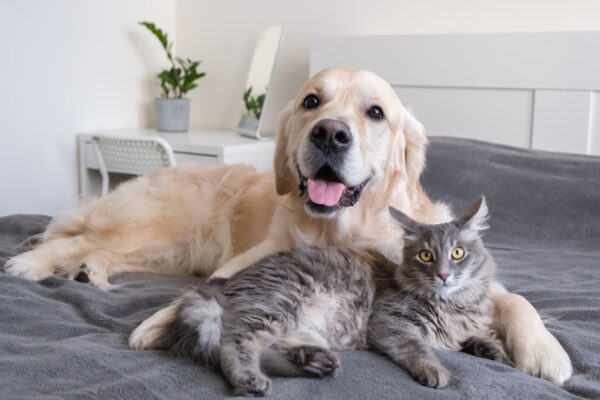 Back-up care perks go beyond kids, aging parents as companies add pets