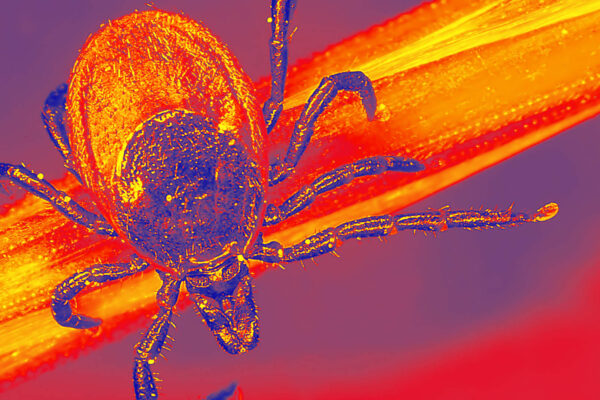 Pfizer Lyme disease vaccine fails trial, company to seek FDA approval