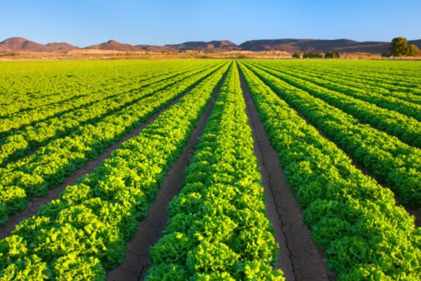 Soaring energy costs are rattling investors. The ‘food price shock’ may be worse