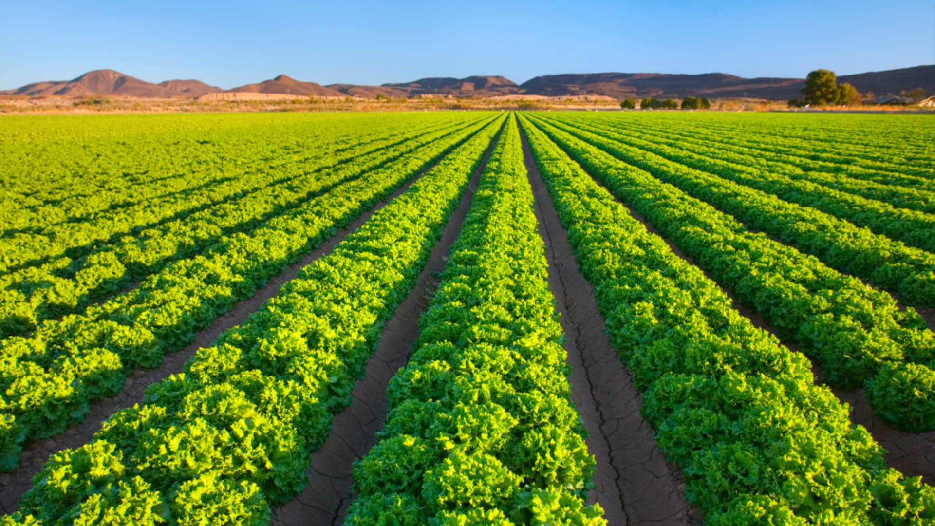 Soaring energy costs are rattling investors. The ‘food price shock’ may be worse