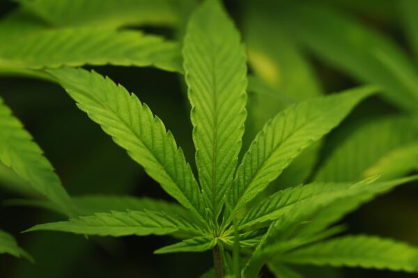 Trump administration reclassifies cannabis