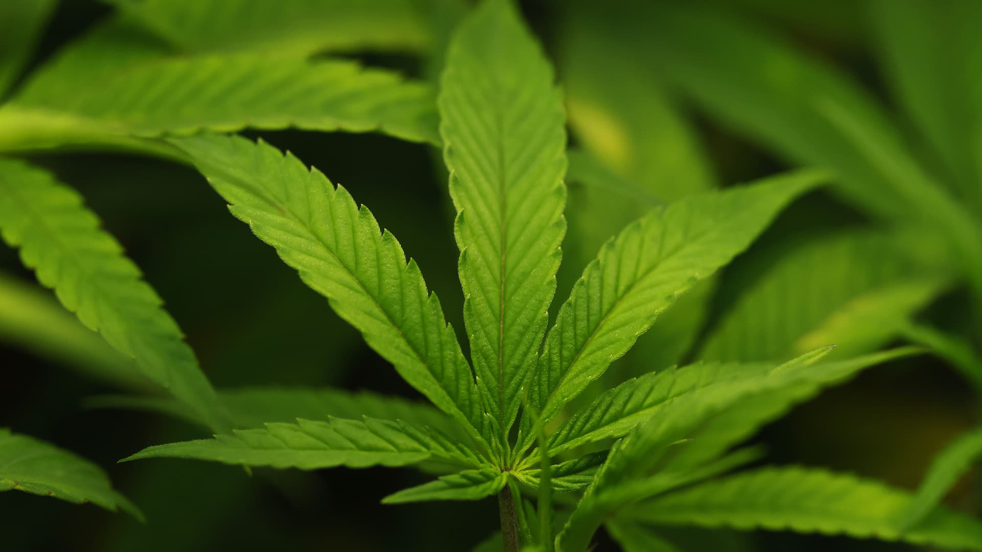 Trump administration reclassifies cannabis