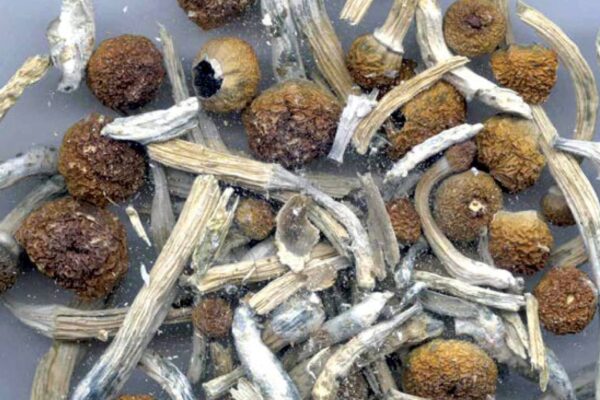 FDA fast-tracks psychedelic drug research following Trump order