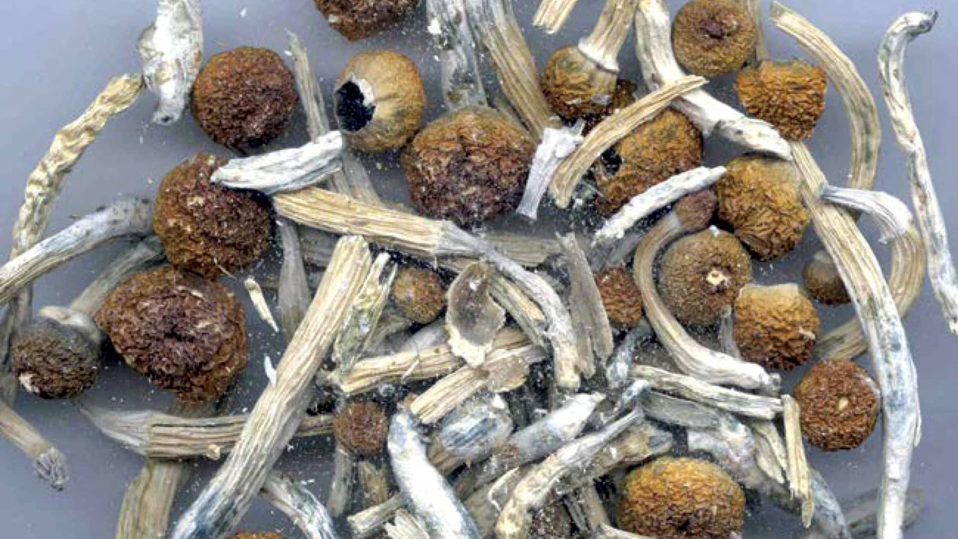 FDA fast-tracks psychedelic drug research following Trump order