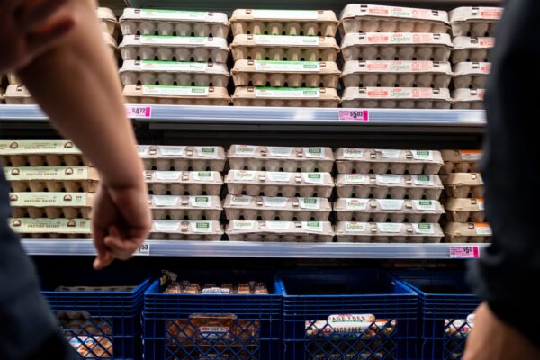Egg prices fall due to oversupply after bird flu shortages
