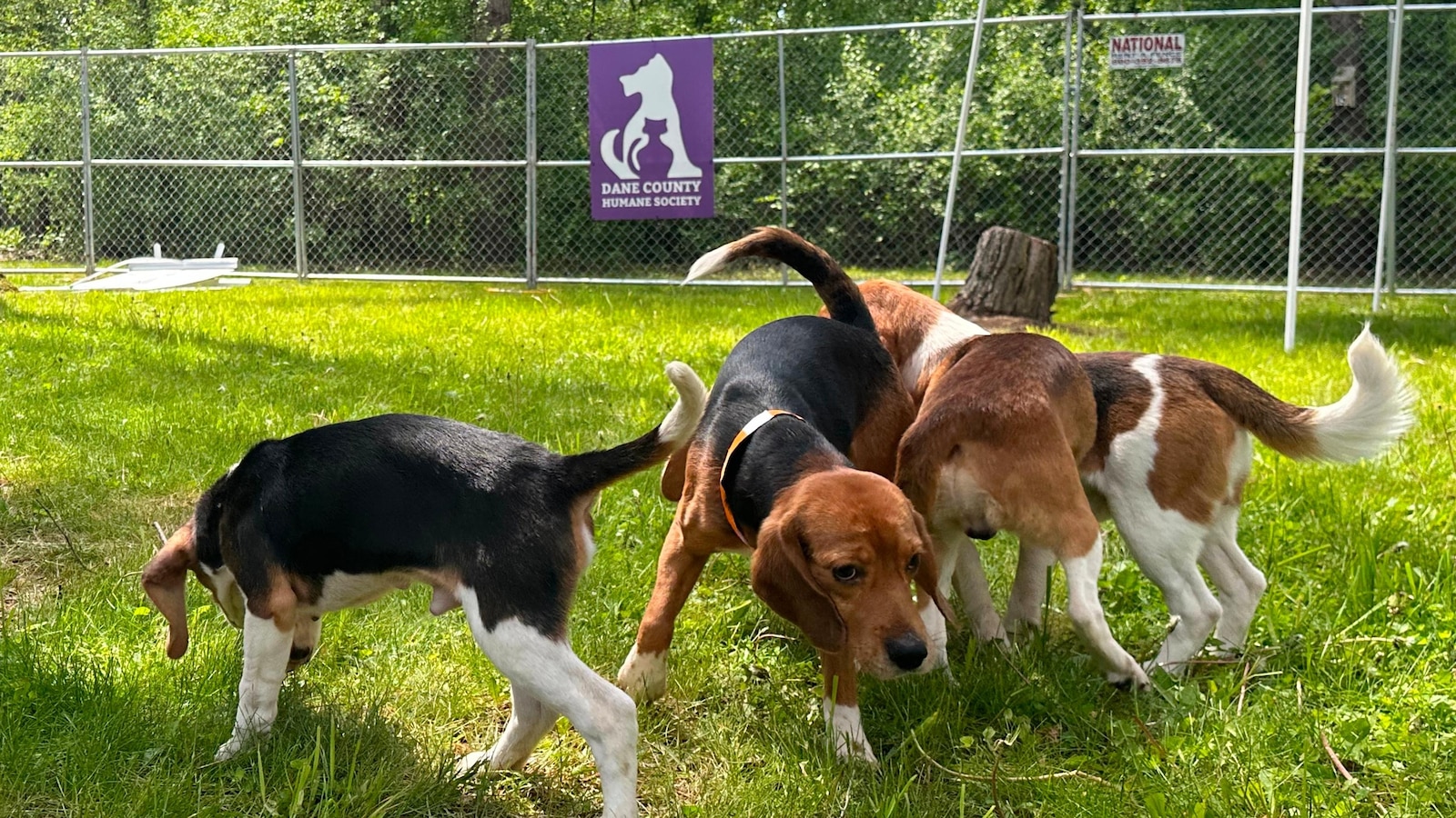 Black Sabbath bass player, Debbie Gibson praise effort to find new homes for beagles
